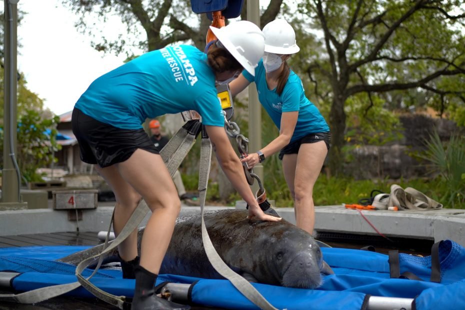 Shuttlelift SCD09 Helping Manatees